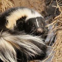 Bunk's Skunk and Varmint Removal ico