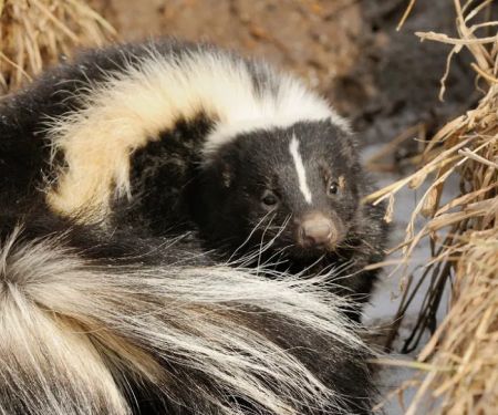Bunk's Skunk and Varmint Removal
