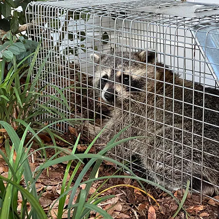 Bunk's Skunk and Varmint Removal Picture 2