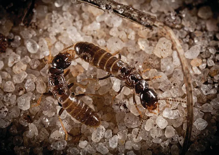 A1 Exterminators Picture 3