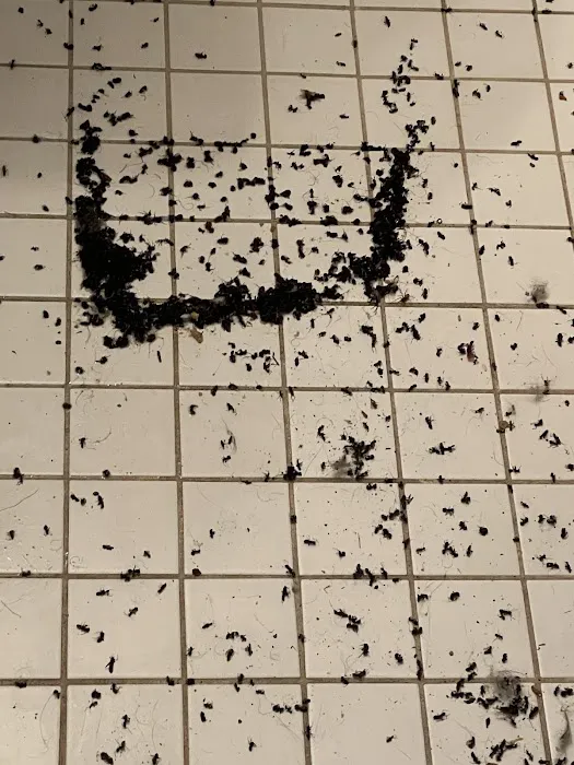 A1 Exterminators Picture 2
