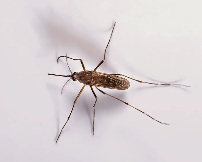 A1 Exterminators Picture 4