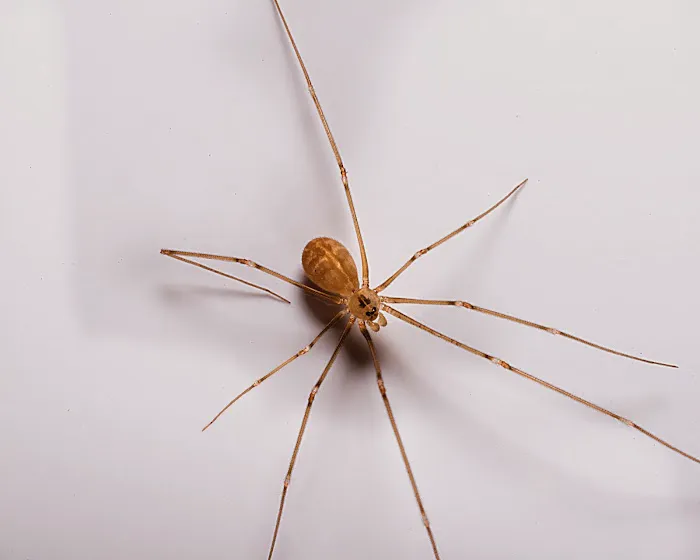 A1 Exterminators Picture 1