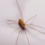 A1 Exterminators