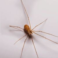 A1 Exterminators ico