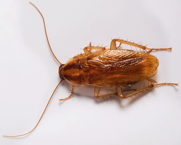 A1 Exterminators Picture 10