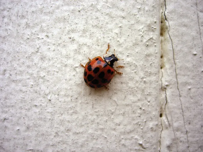 A1 Exterminators Picture 6