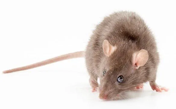 Evolve Pest Control LLC Picture 6