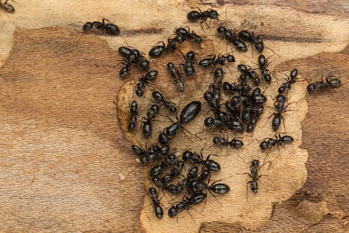 Evolve Pest Control LLC Picture 9