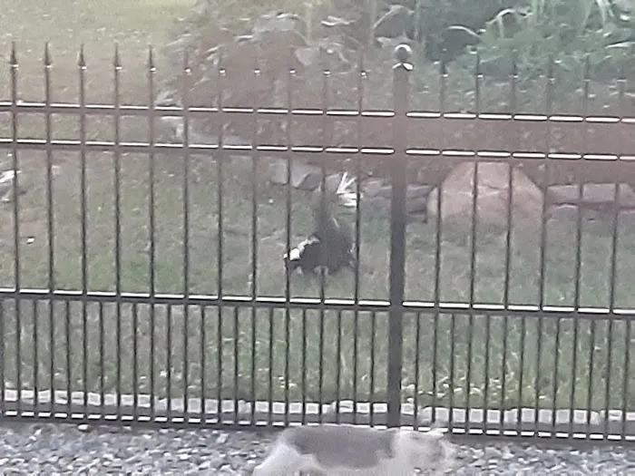 Mid-Atlantic Wildlife Control Picture 1
