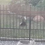Mid-Atlantic Wildlife Control