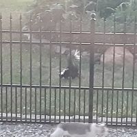 Mid-Atlantic Wildlife Control ico