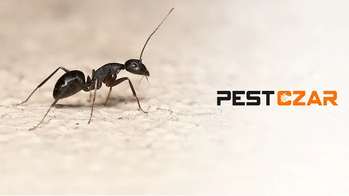 Pest Czar Picture 2