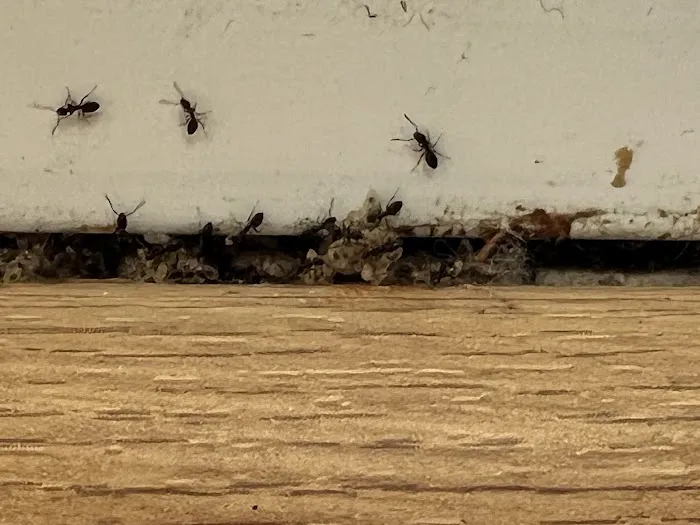 Atlantic Pest Control Inc Picture 1