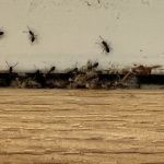 Atlantic Pest Control Inc