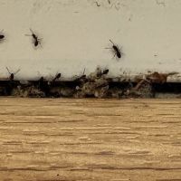 Atlantic Pest Control Inc ico
