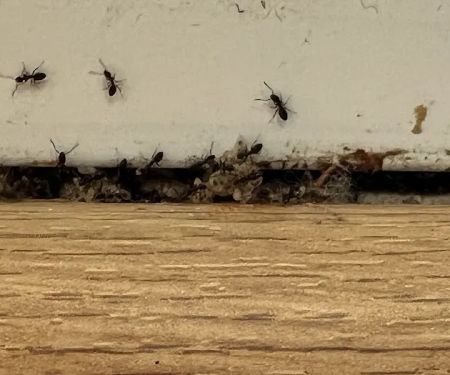 Atlantic Pest Control Inc