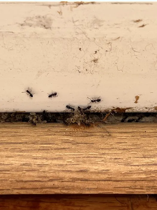 Atlantic Pest Control Inc Picture 6