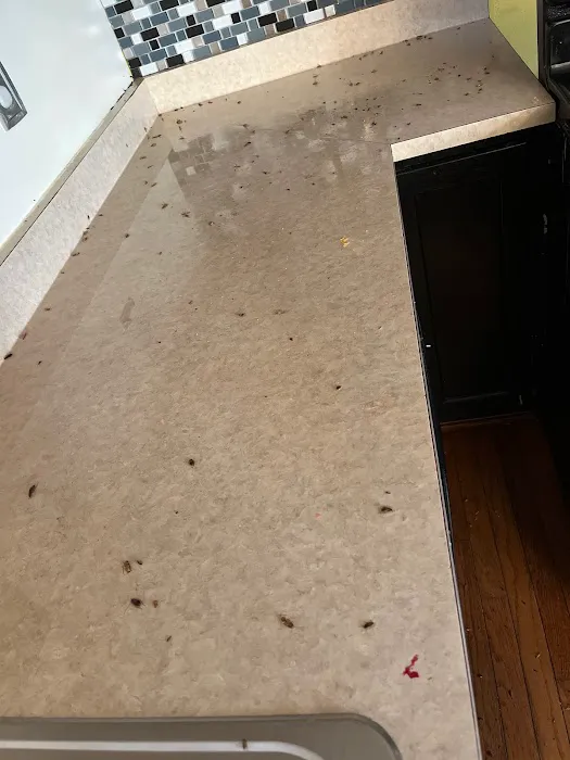 Baltimore Pest Control Exterminators Picture 3