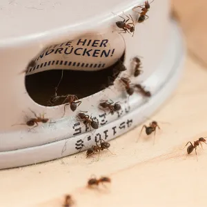 Baltimore Pest Control Exterminators Picture 6