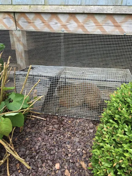 Baltimore Wild Animal Removal Picture 9