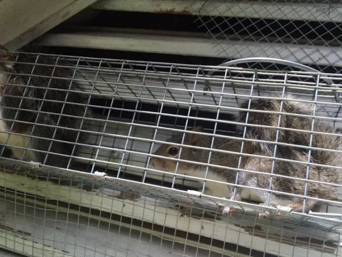Baltimore Wild Animal Removal Picture 8