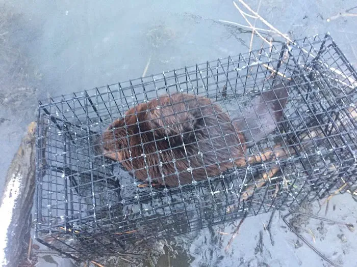 Baltimore Wild Animal Removal Picture 5