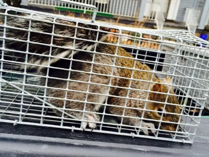 Baltimore Wild Animal Removal Picture 6