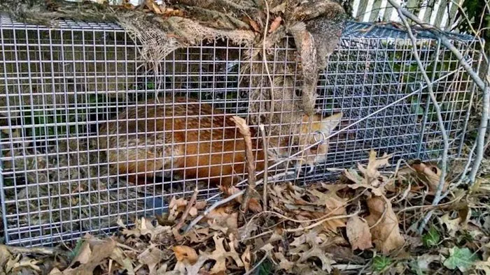 Baltimore Wild Animal Removal Picture 2