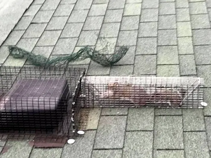 Baltimore Wild Animal Removal Picture 4
