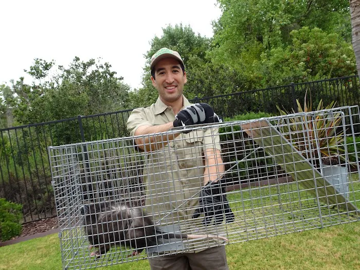 Baltimore Wild Animal Removal Picture 1