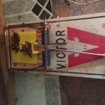 Wildlife Trapping Professionals of Baltimore