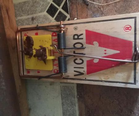 Wildlife Trapping Professionals of Baltimore