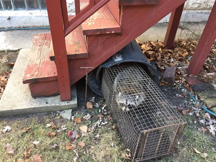 Wildlife Trapping Professionals of Baltimore Picture 8
