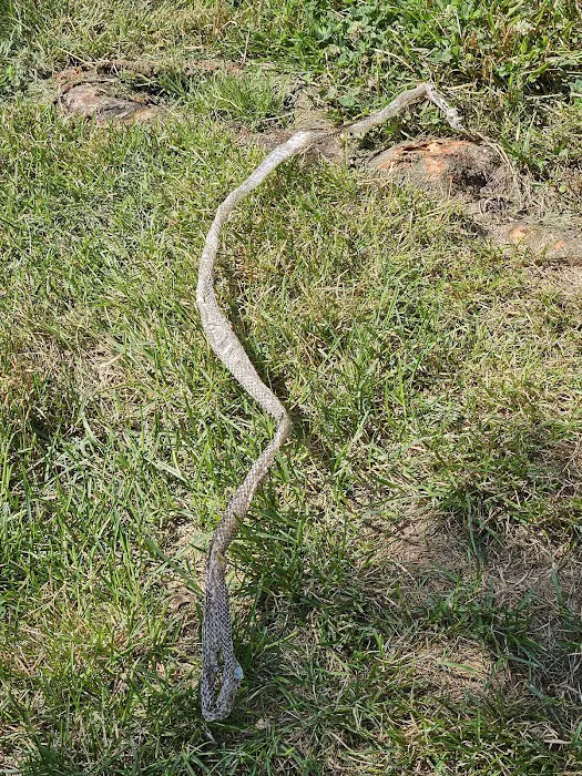 Wildlife Trapping Professionals of Baltimore Picture 7