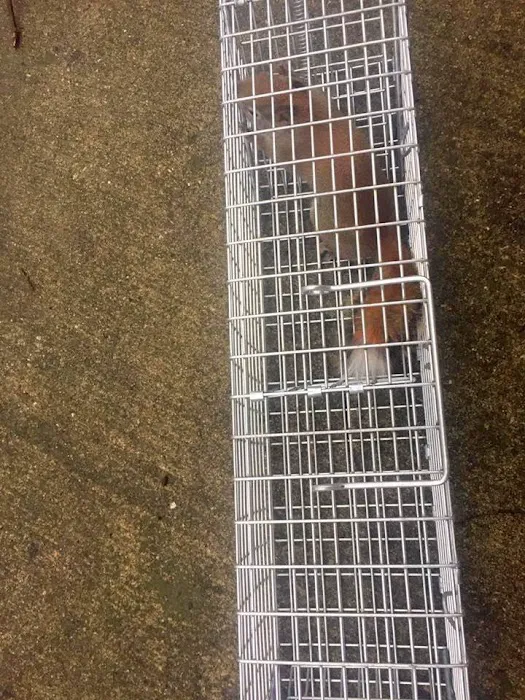 Wildlife Trapping Professionals of Baltimore Picture 5