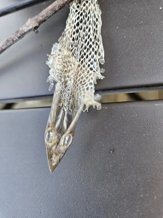 Wildlife Trapping Professionals of Baltimore Picture 6