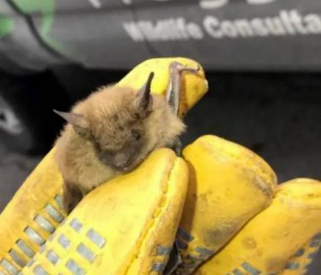 Wildlife Trapping Professionals of Baltimore Picture 10