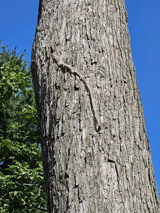 Wildlife Trapping Professionals of Baltimore Picture 3