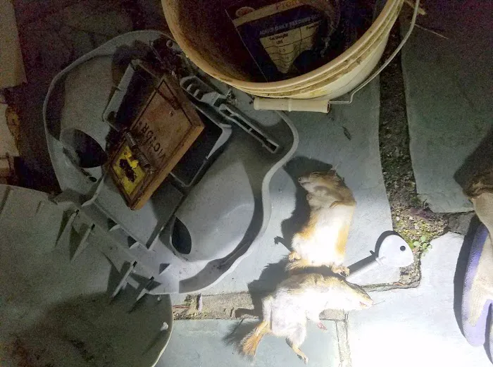 Wildlife Trapping Professionals of Baltimore Picture 2