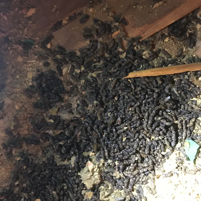 Main Street Pest Control Picture 10