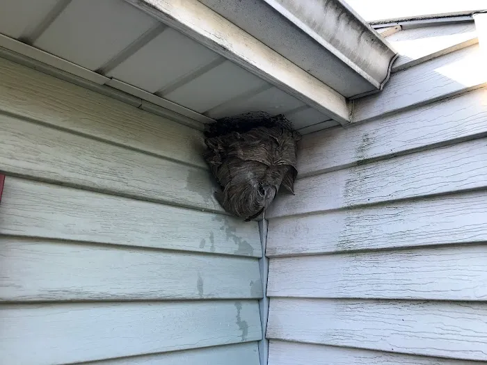 Main Street Pest Control Picture 5