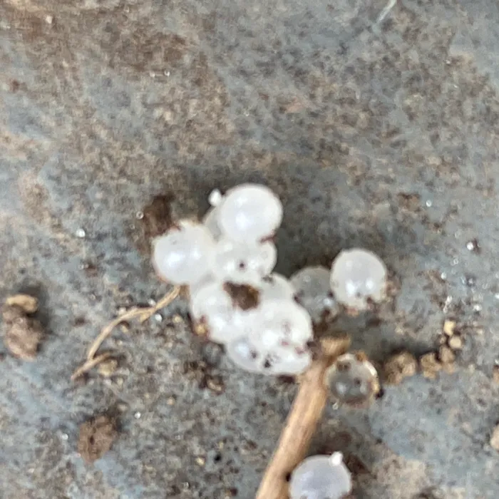 Main Street Pest Control Picture 8