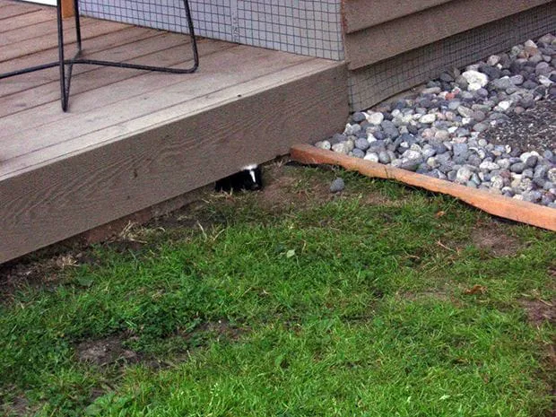 Nuisance Wildlife Picture 2