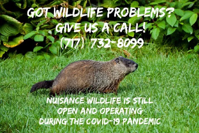 Nuisance Wildlife Picture 4