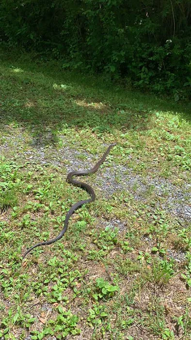 Nuisance Wildlife Picture 3