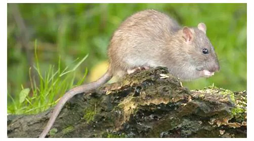 H.T. Treadway Pest Control Picture 1