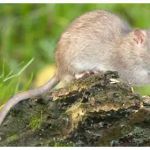 H.T. Treadway Pest Control