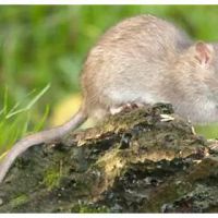 H.T. Treadway Pest Control ico