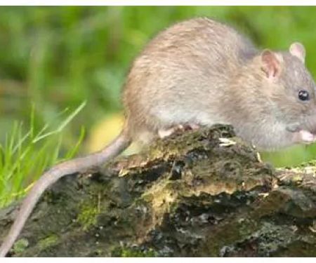 H.T. Treadway Pest Control